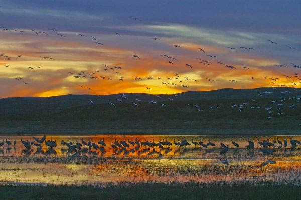 New Mexico Sandhill cranes and snow geese